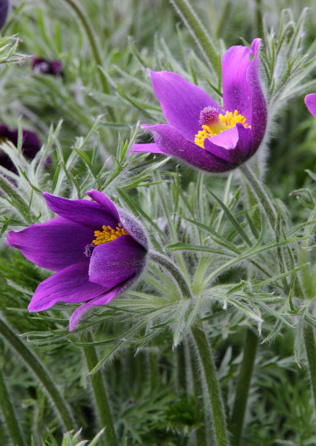 Pulsatilla vulgaris