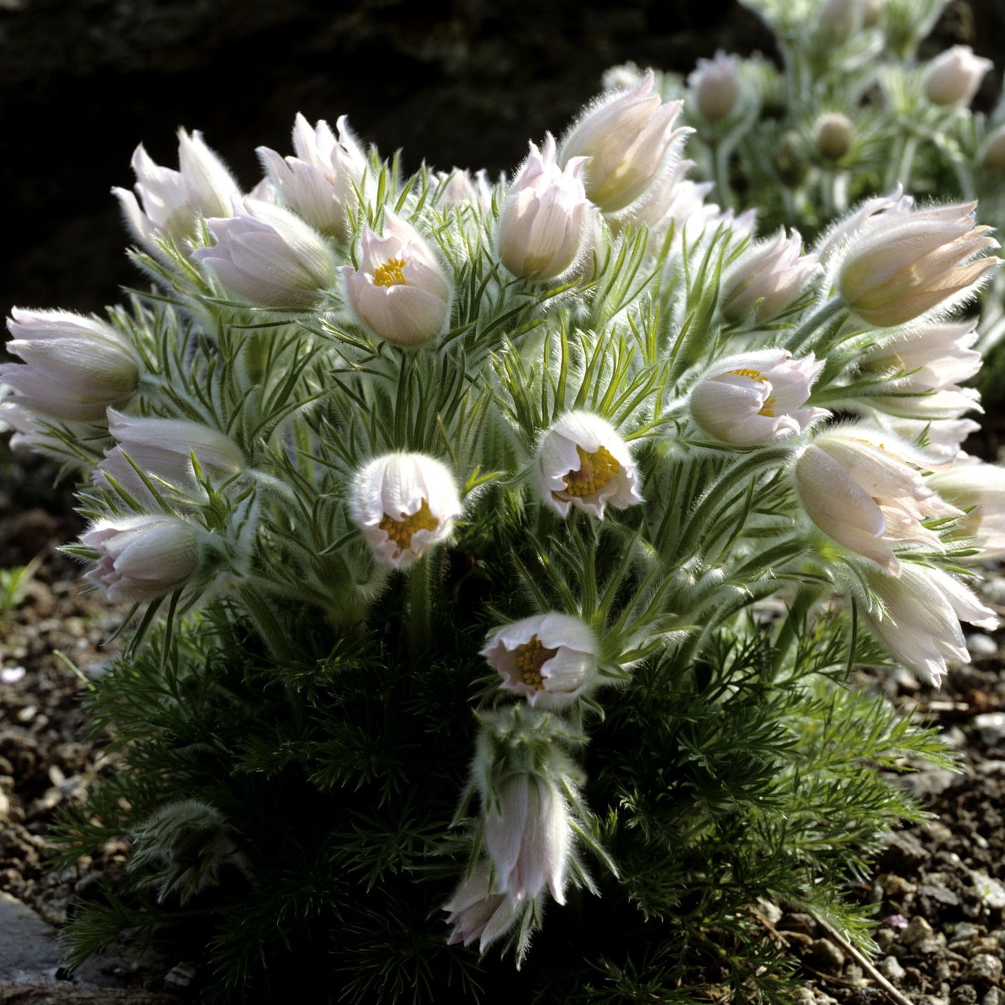 Pulsatilla vulgaris 'Alba'