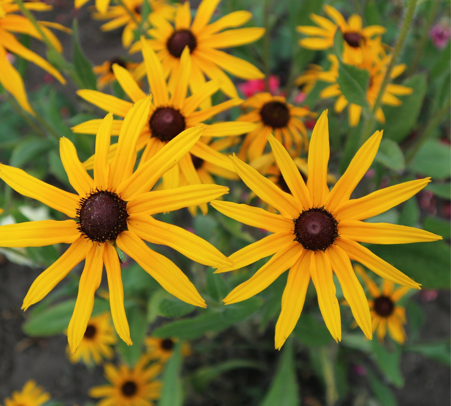 Rudbeckia fulgida 'Goldsturm'