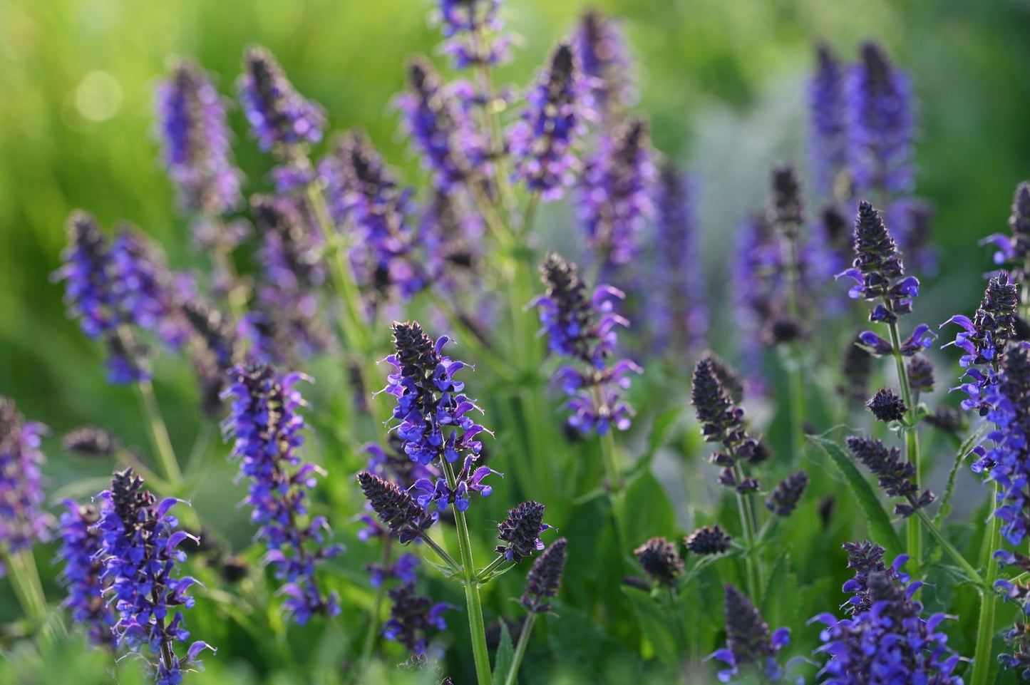 Salvia sylvestris (nemorosa) 'Mainacht'