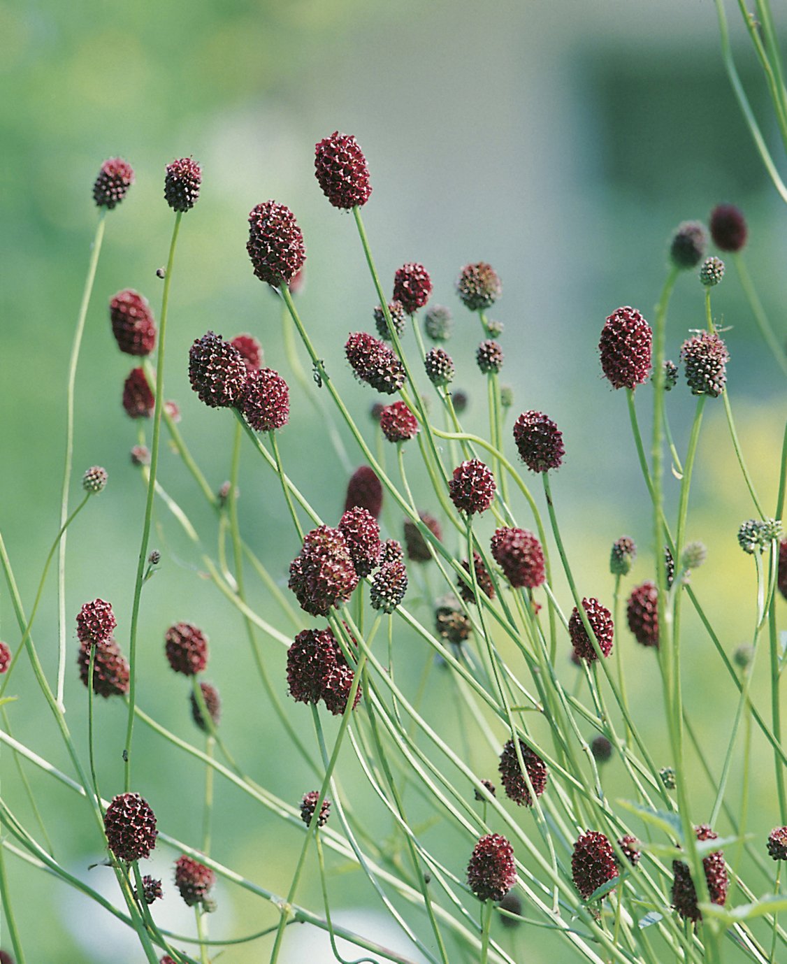Sanguisorba officinalis 'Tanna'