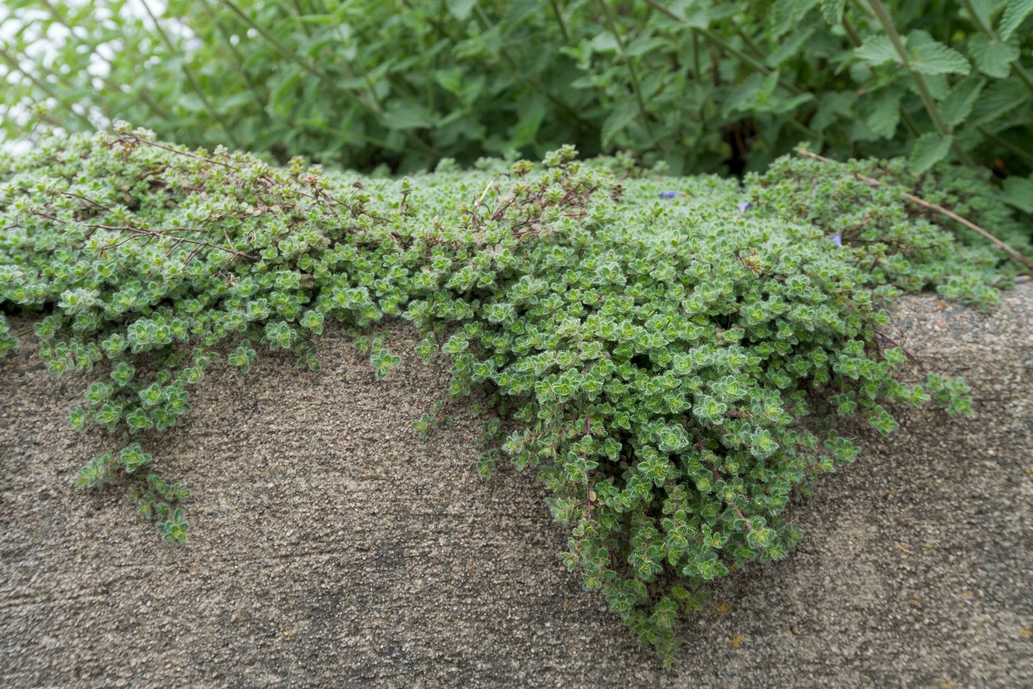 Thymus pseudolanuginosus