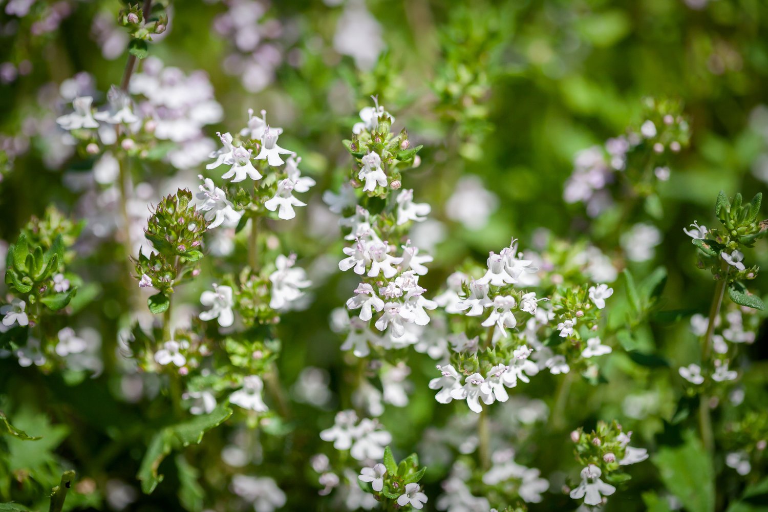 Thymus serpyllum 'Albus'
