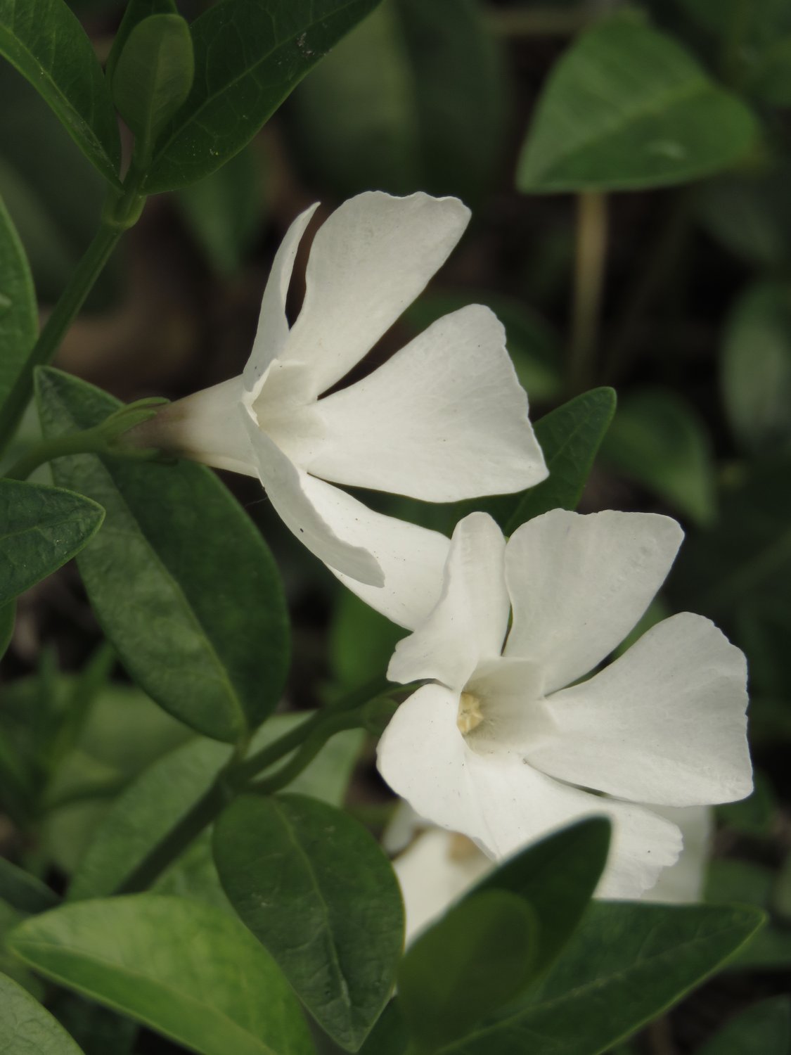 Vinca minor 'Alba'