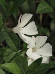 Vinca minor 'Alba'