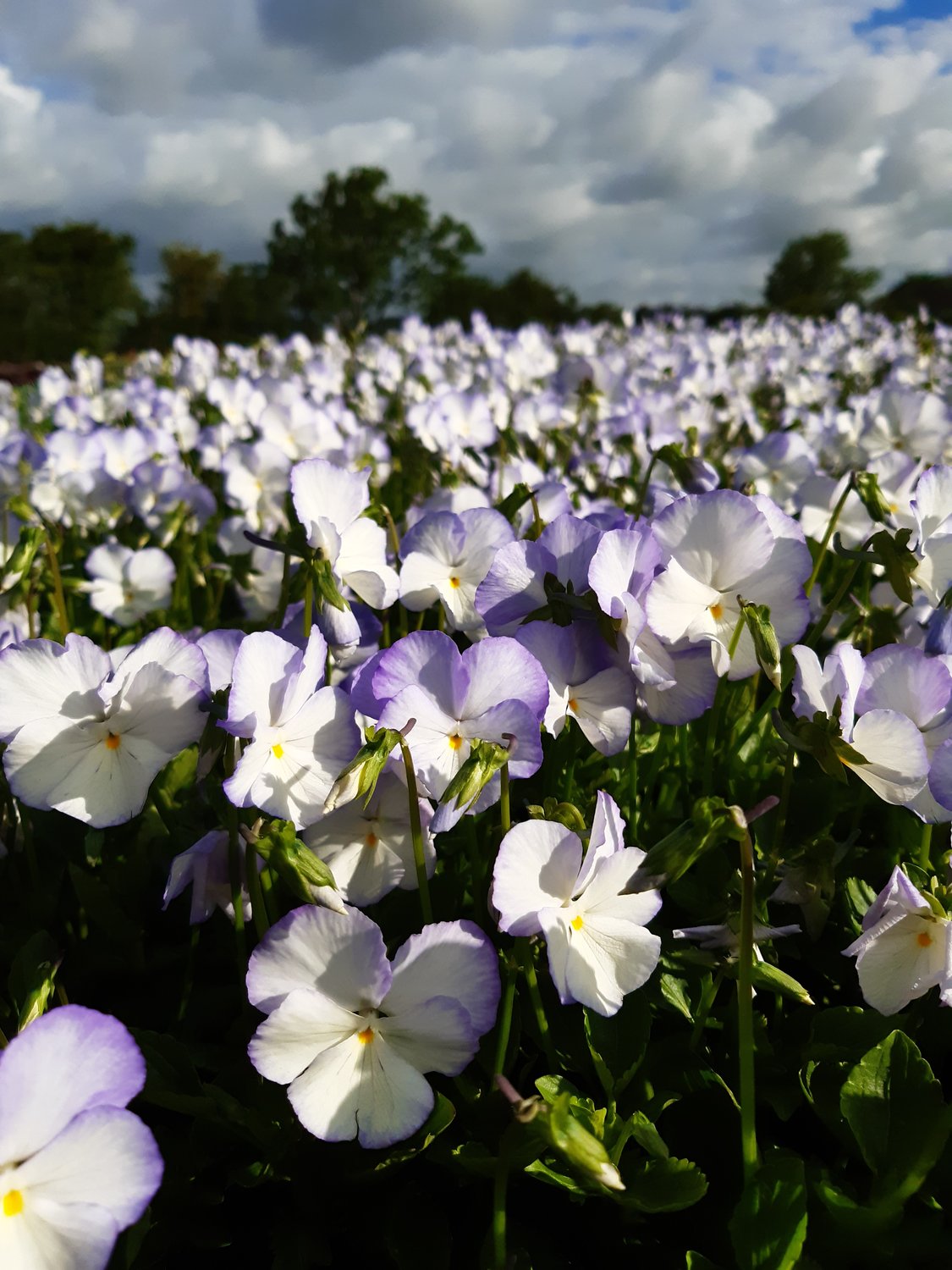 Viola x williamsii 'Ullas Favorit'