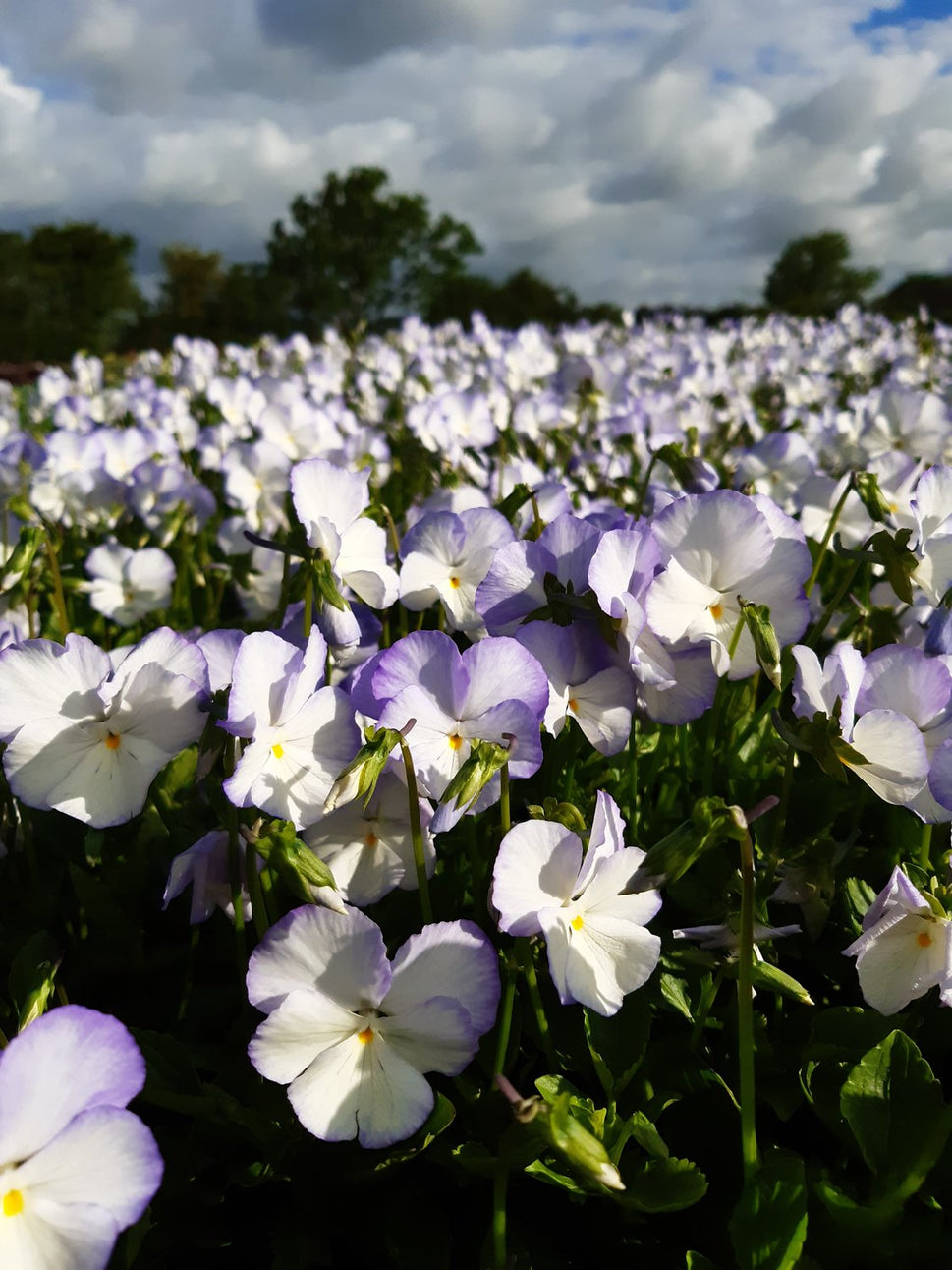 Viola x williamsii 'Ullas Favorit'