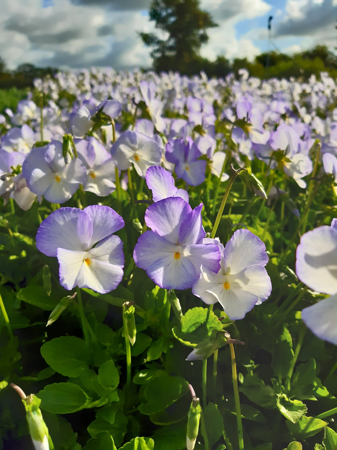 Viola x williamsii 'Ullas Favorit'