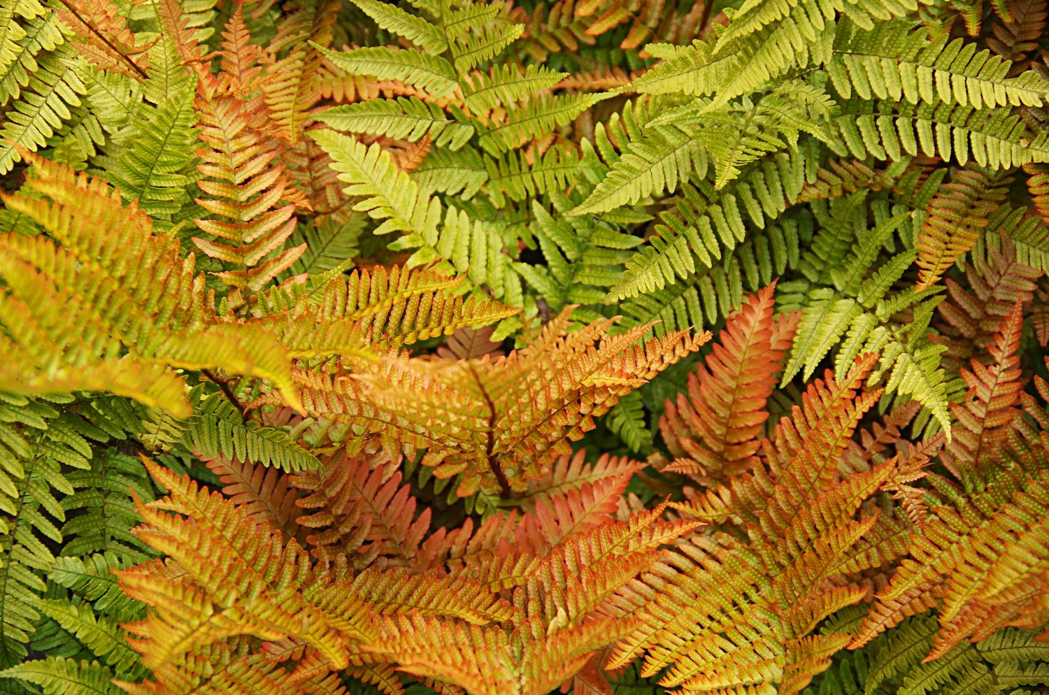 Dryopteris erythrosora