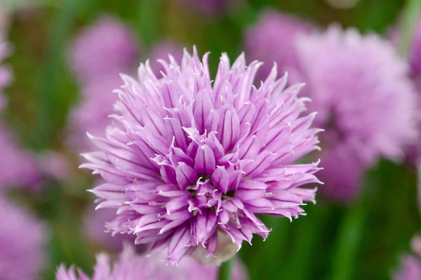 Allium schoenoprasum
