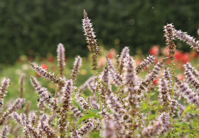 Mentha spicata 'Fägre'