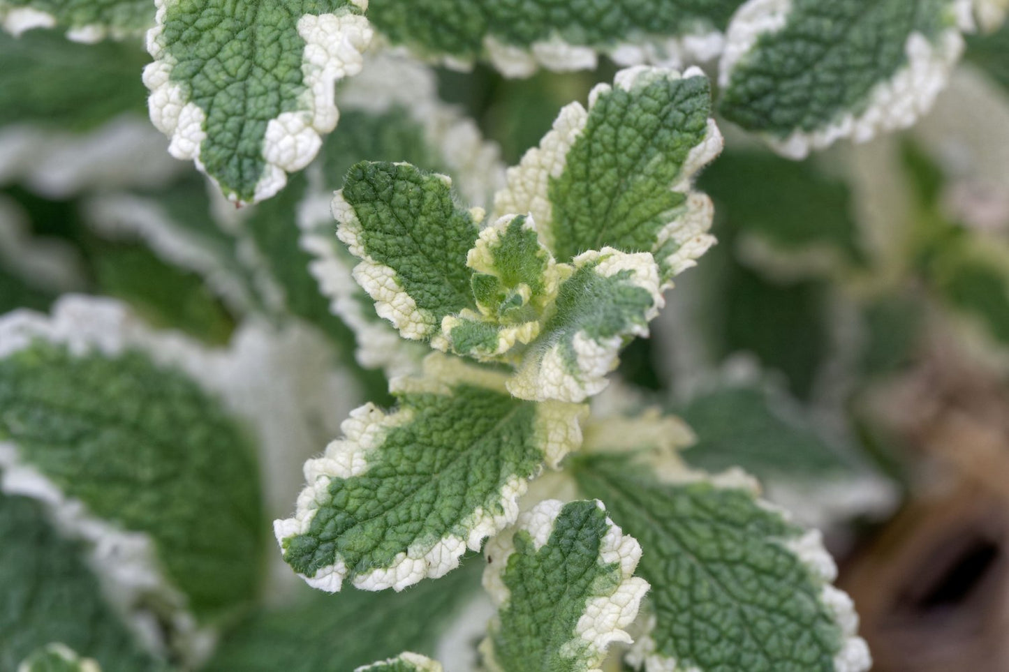 Mentha suaveolens 'Variegata'
