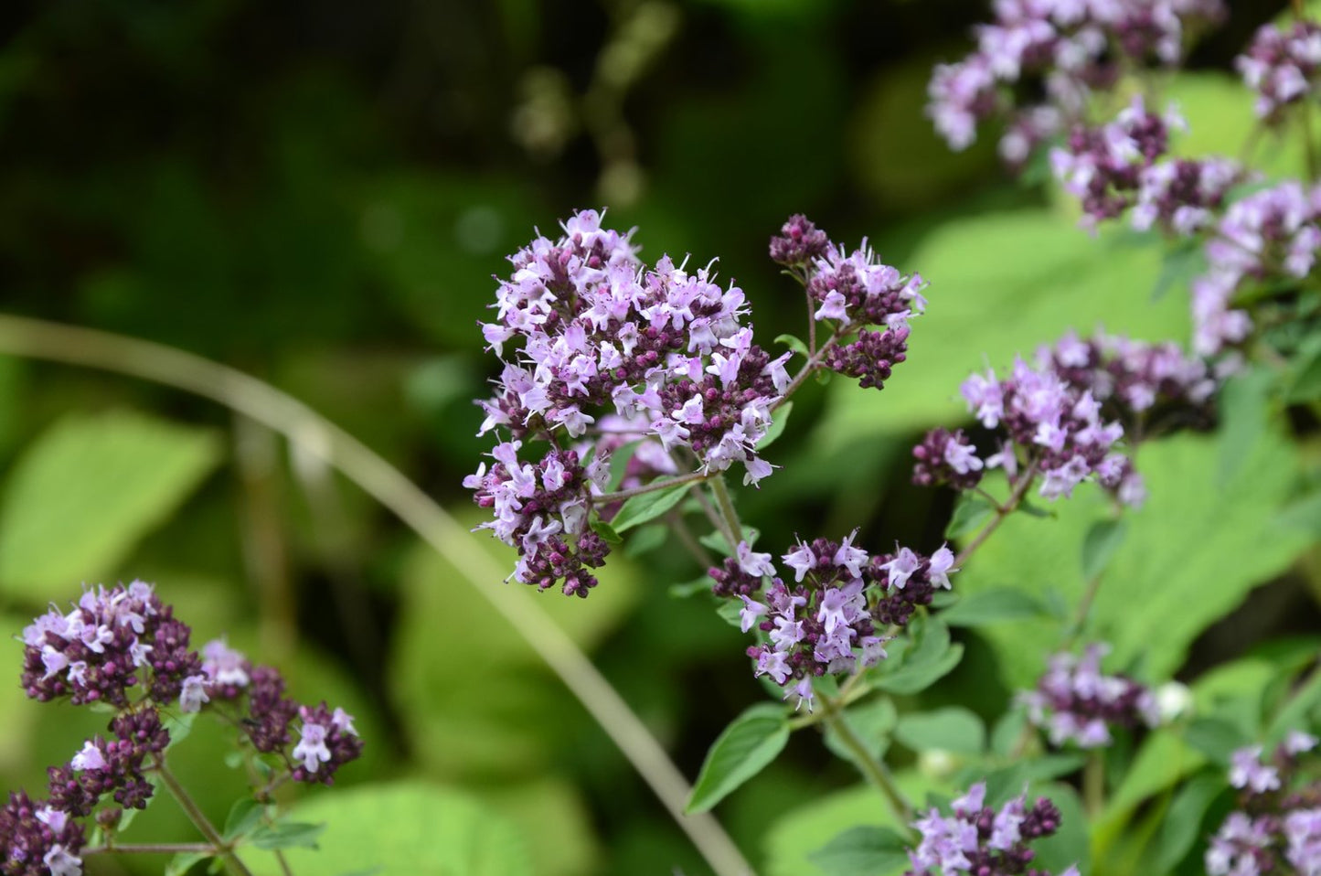 Origanum vulgare