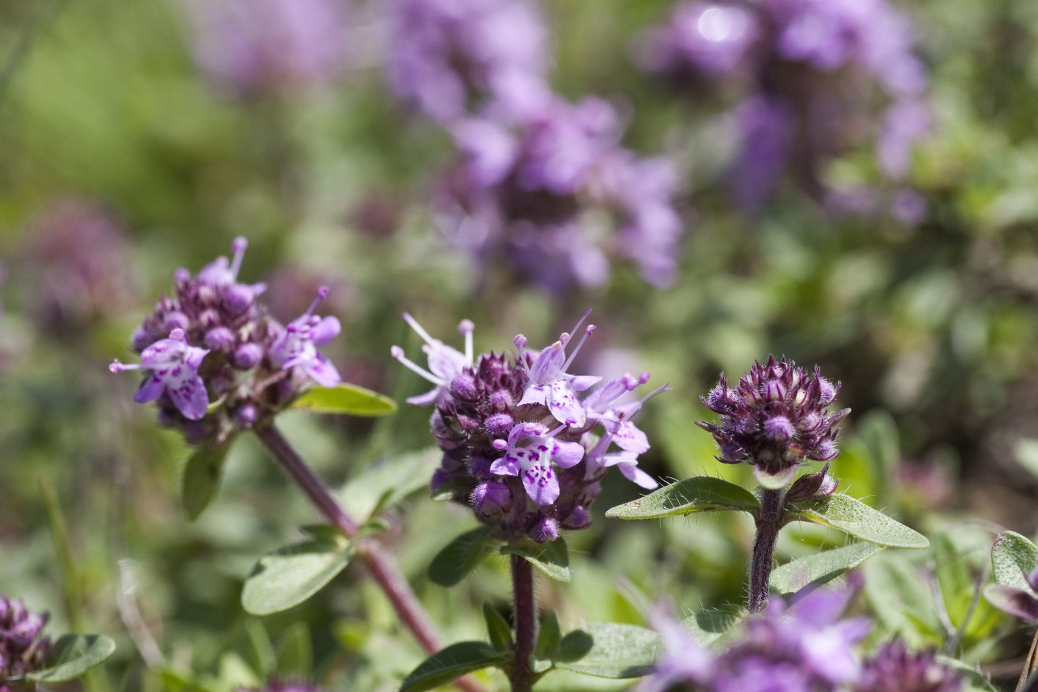 Origanum vulgare