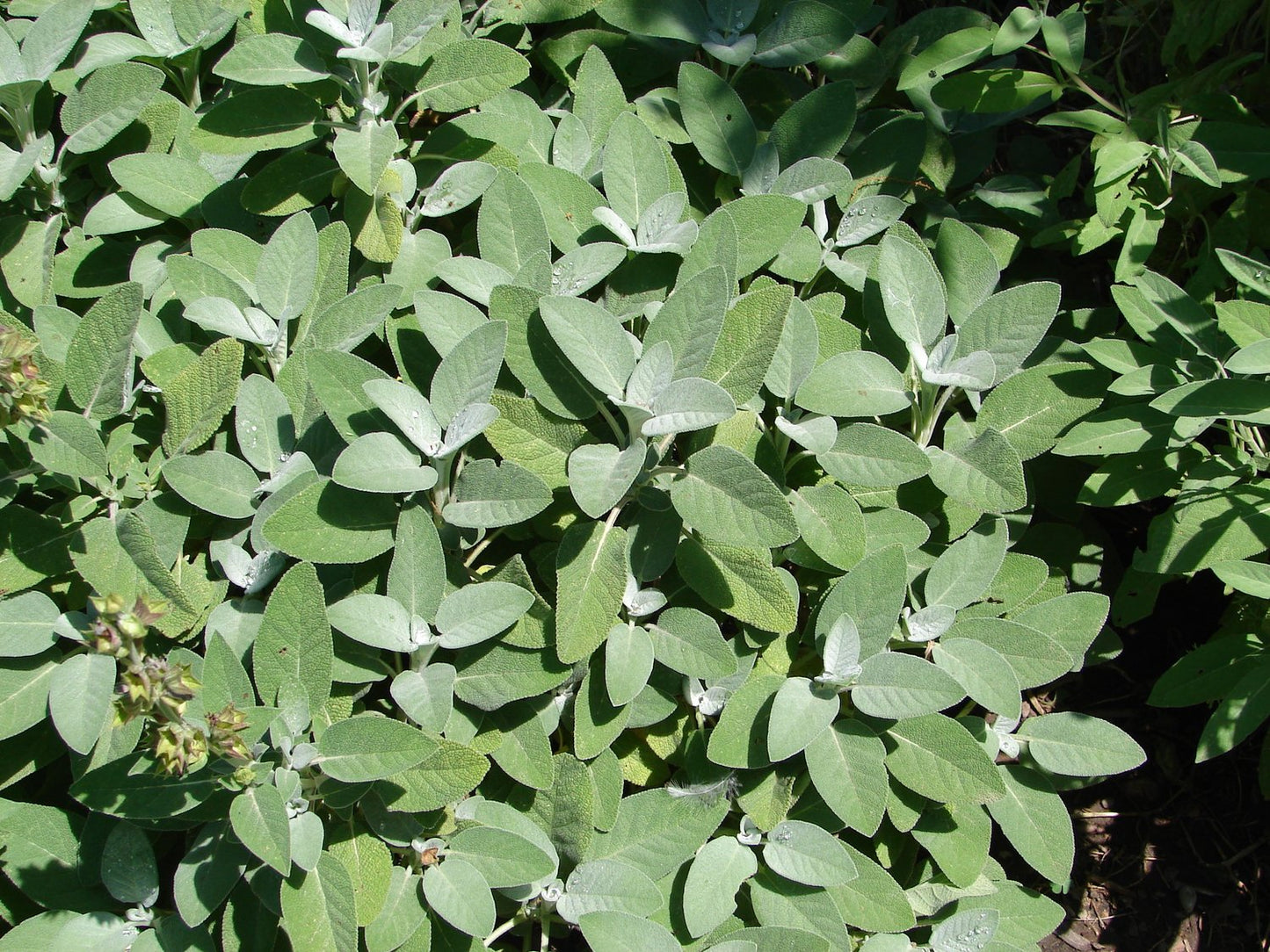 Salvia officinalis 'Berggarten'