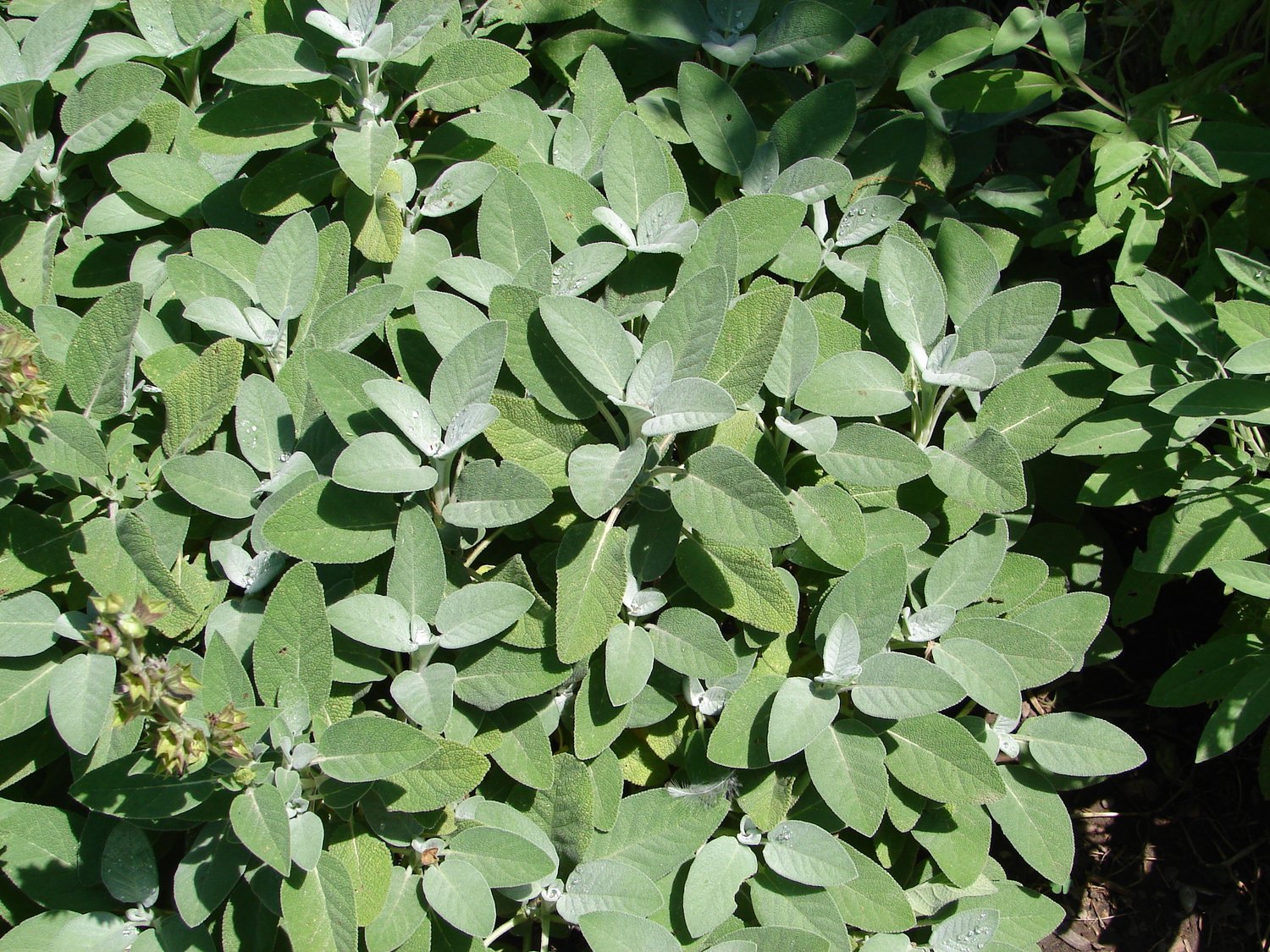 Salvia officinalis 'Berggarten'