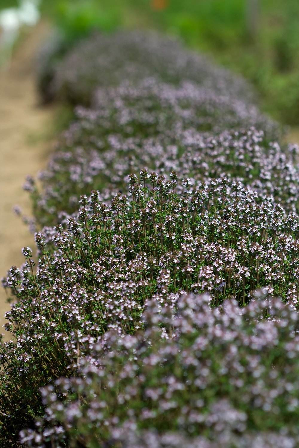 Thymus vulgaris