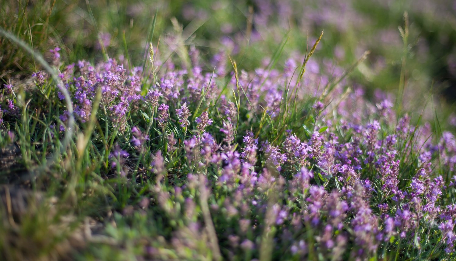 Thymus vulgaris