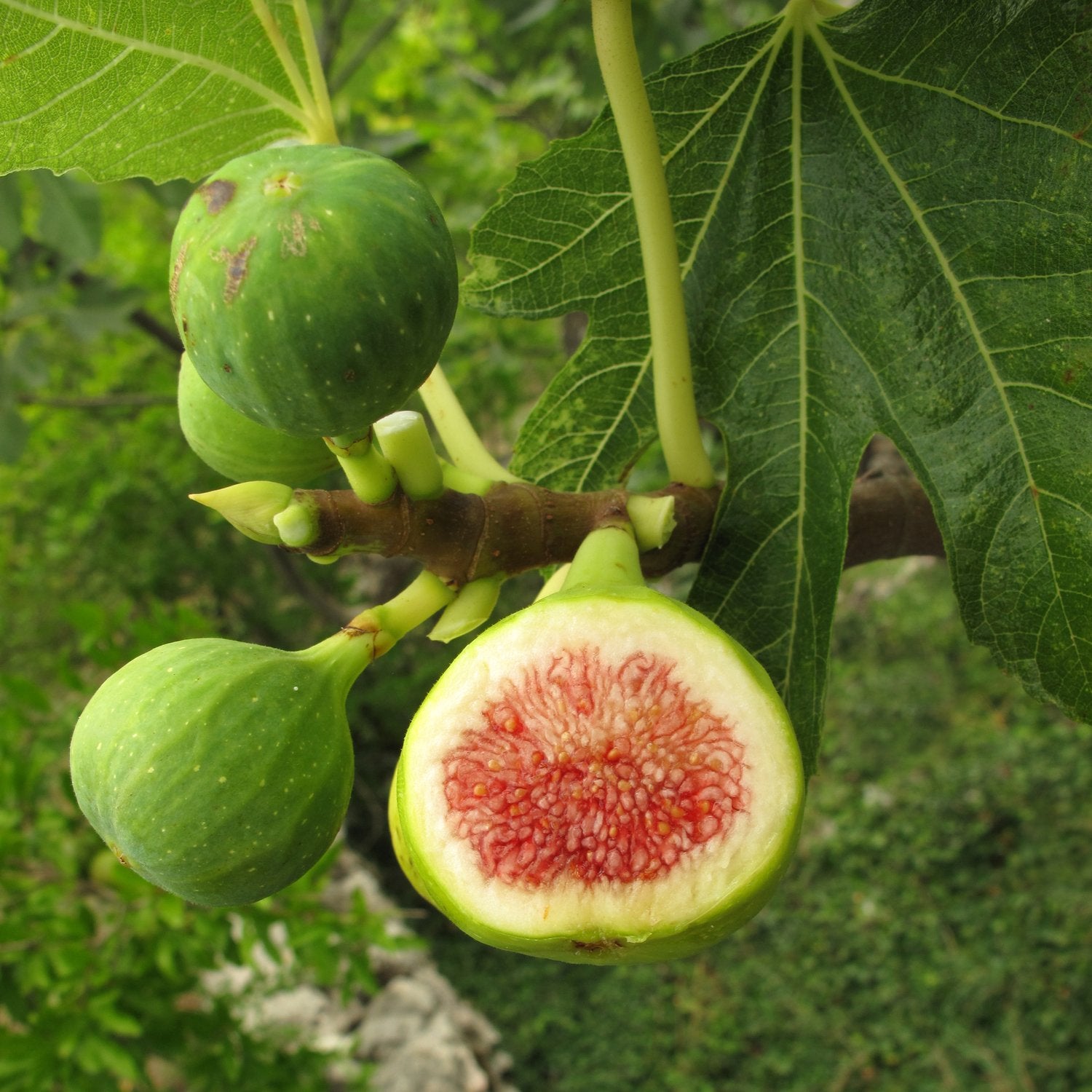 Ficus carica, stam, 140/150 cm