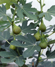 Ficus carica, stam, 140/150 cm
