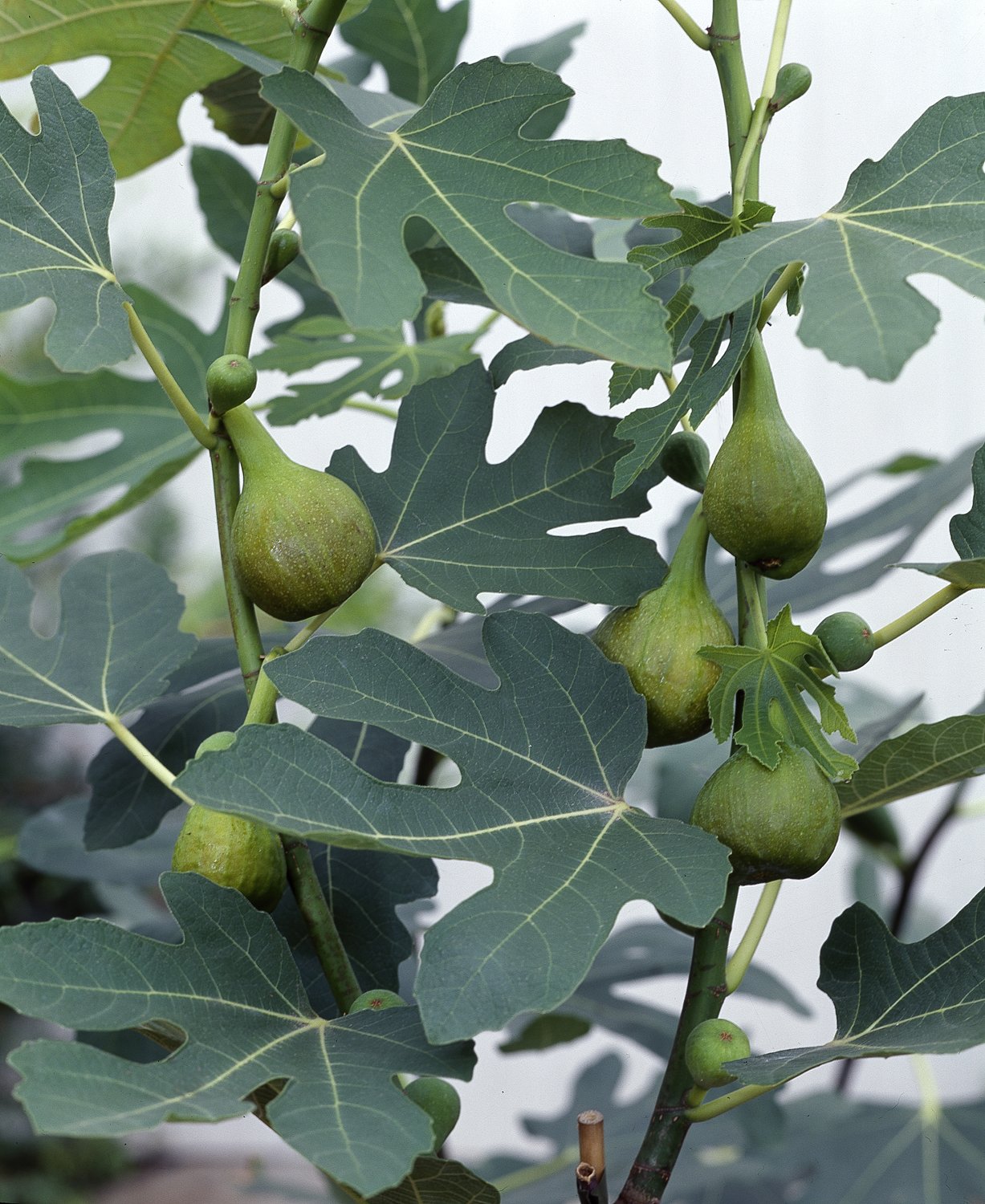 Ficus carica, stam, 140/150 cm