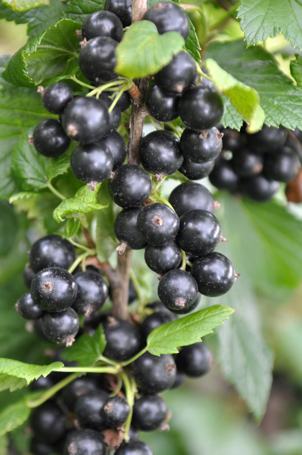 Ribes nigrum 'Narve Viking' E