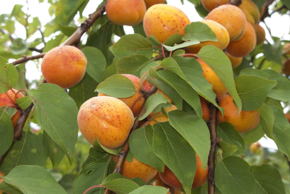 Prunus armeniaca 'Orangered', (aprikos)