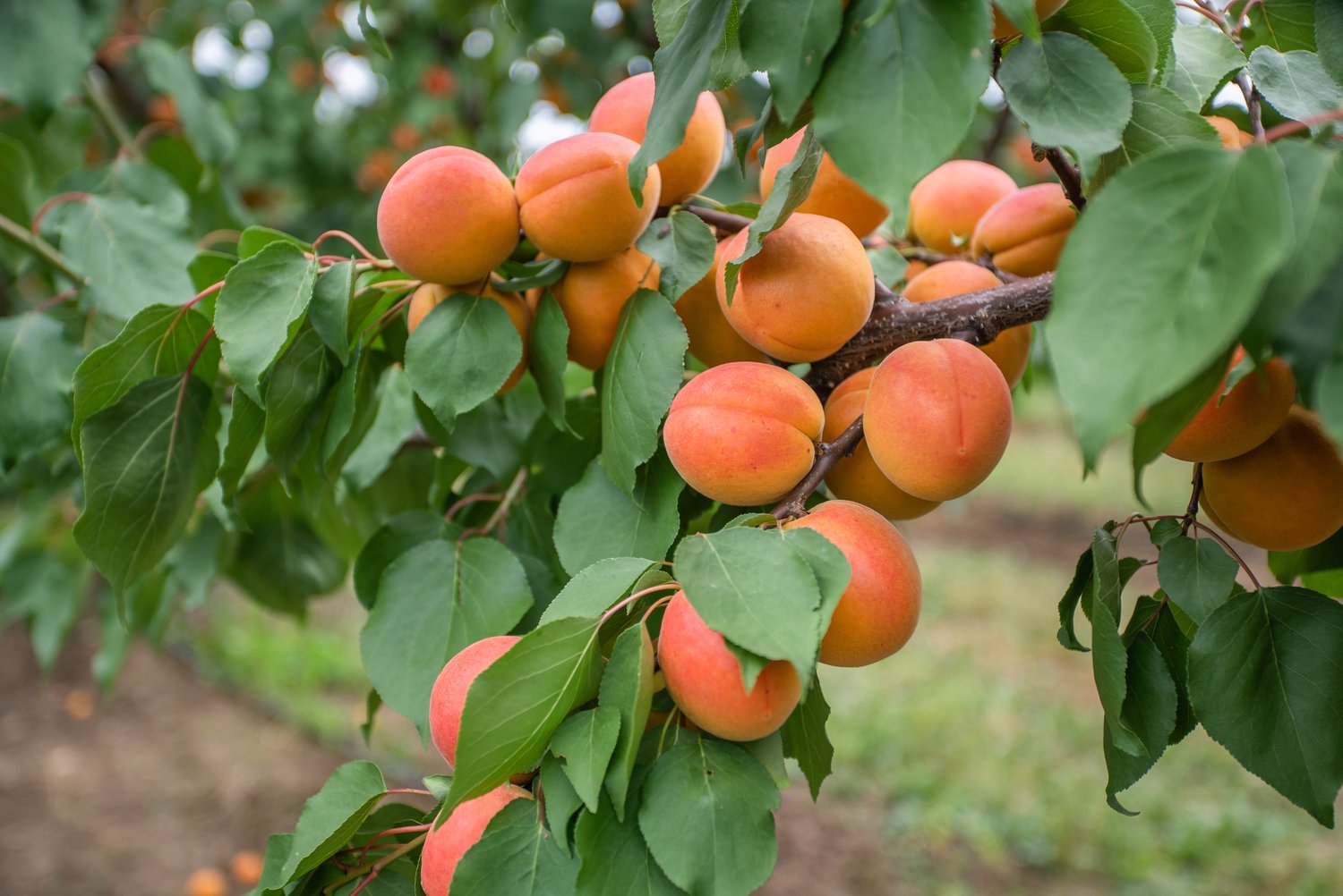 Prunus armeniaca 'Orangered', (aprikos)