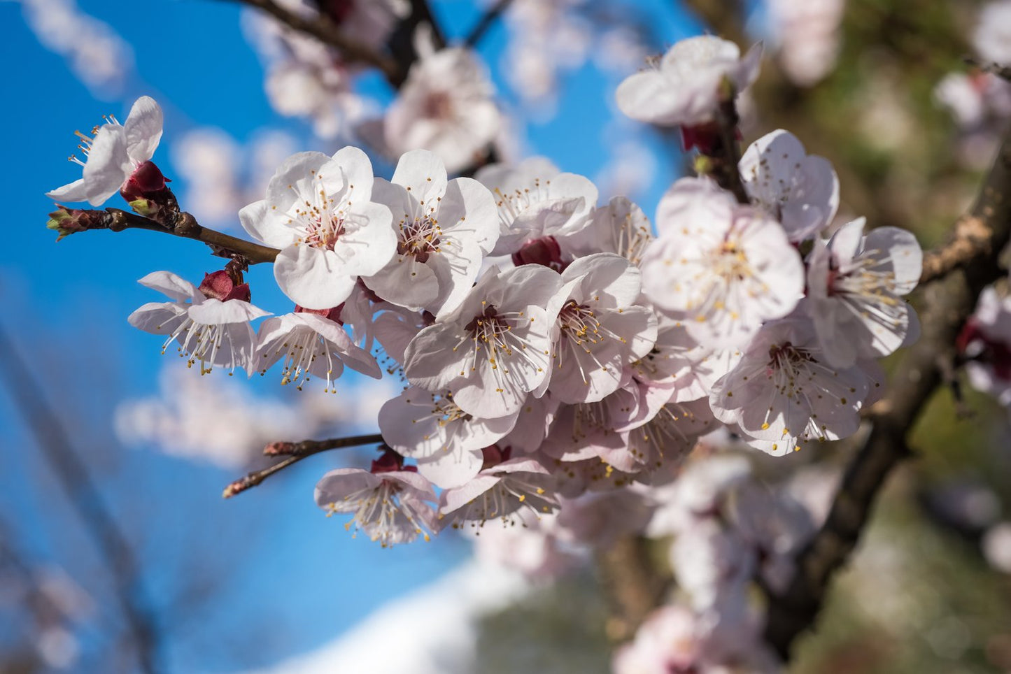 Prunus armeniaca 'Orangered', (aprikos)