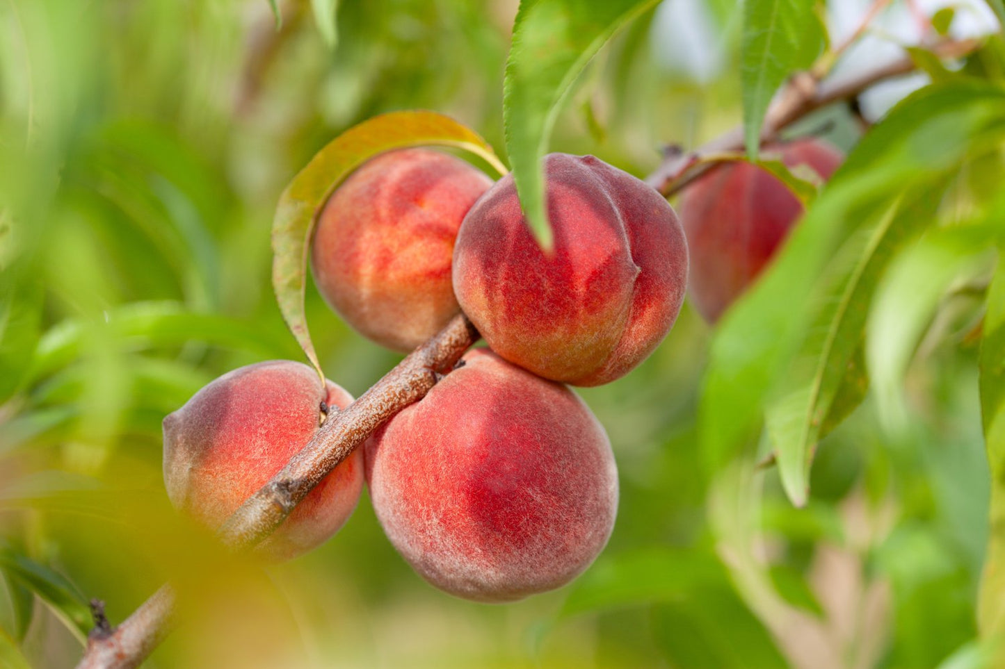 Prunus persica 'Redhaven', (persika)