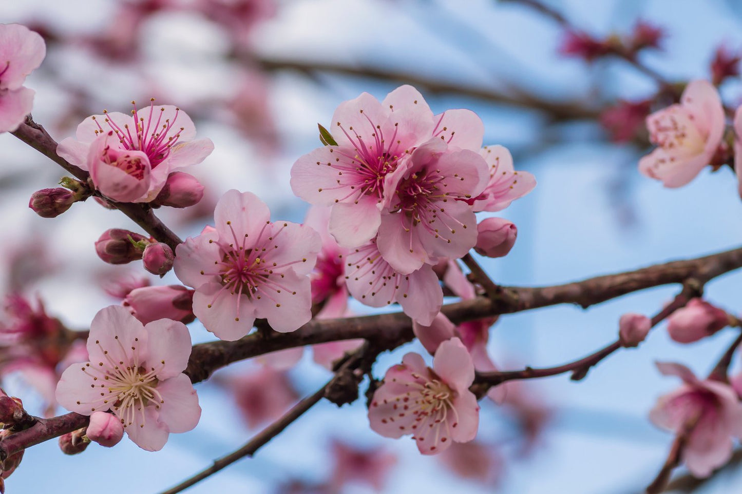 Prunus persica 'Redhaven', (persika)