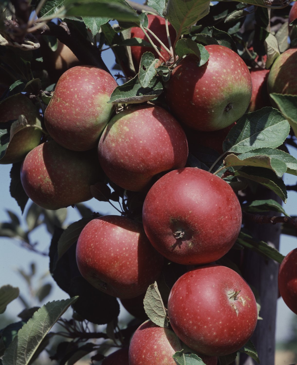 Malus domestica 'Ingrid Marie' E, B9, (äpple svagväxande), inkl. uppbindnings kit
