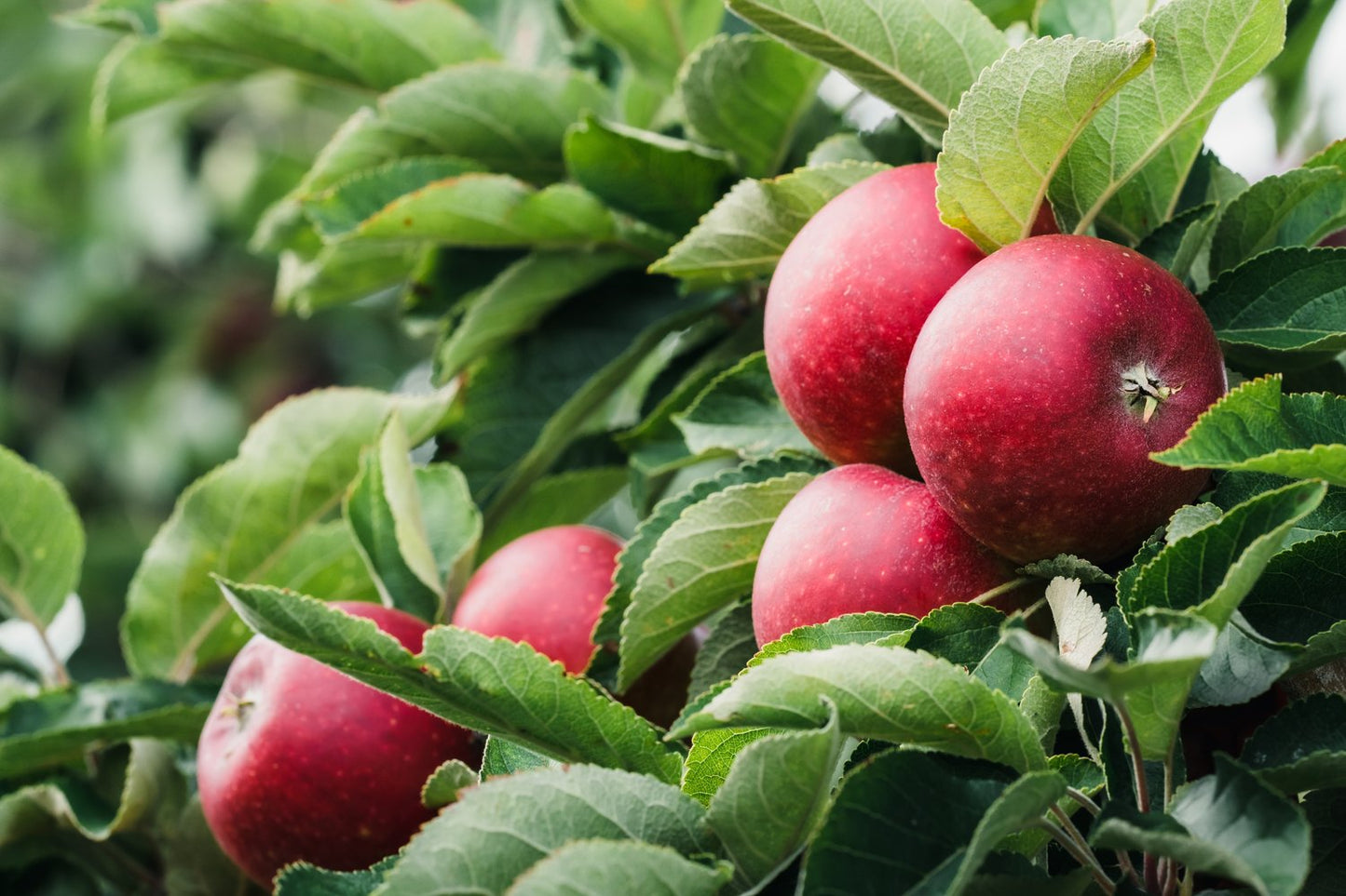 Malus domestica 'Ingrid Marie' E, B9, (äpple svagväxande)