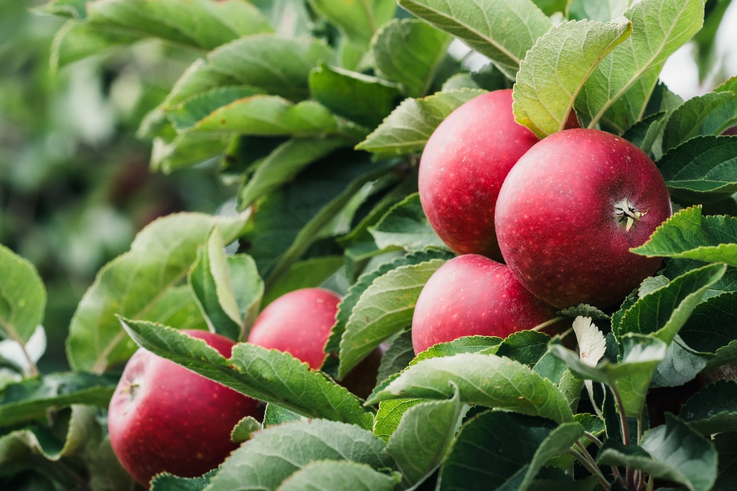 Malus domestica 'Ingrid Marie' E, B9, (äpple svagväxande)