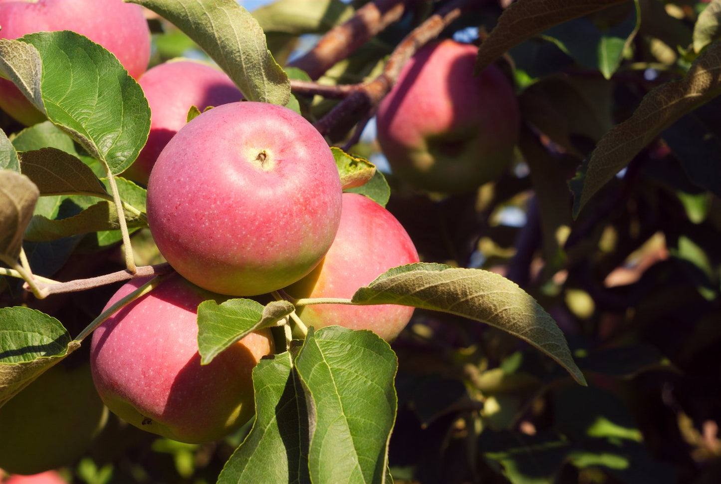 Malus domestica RÖD MELBA E, B9, (äpple svagväxande)