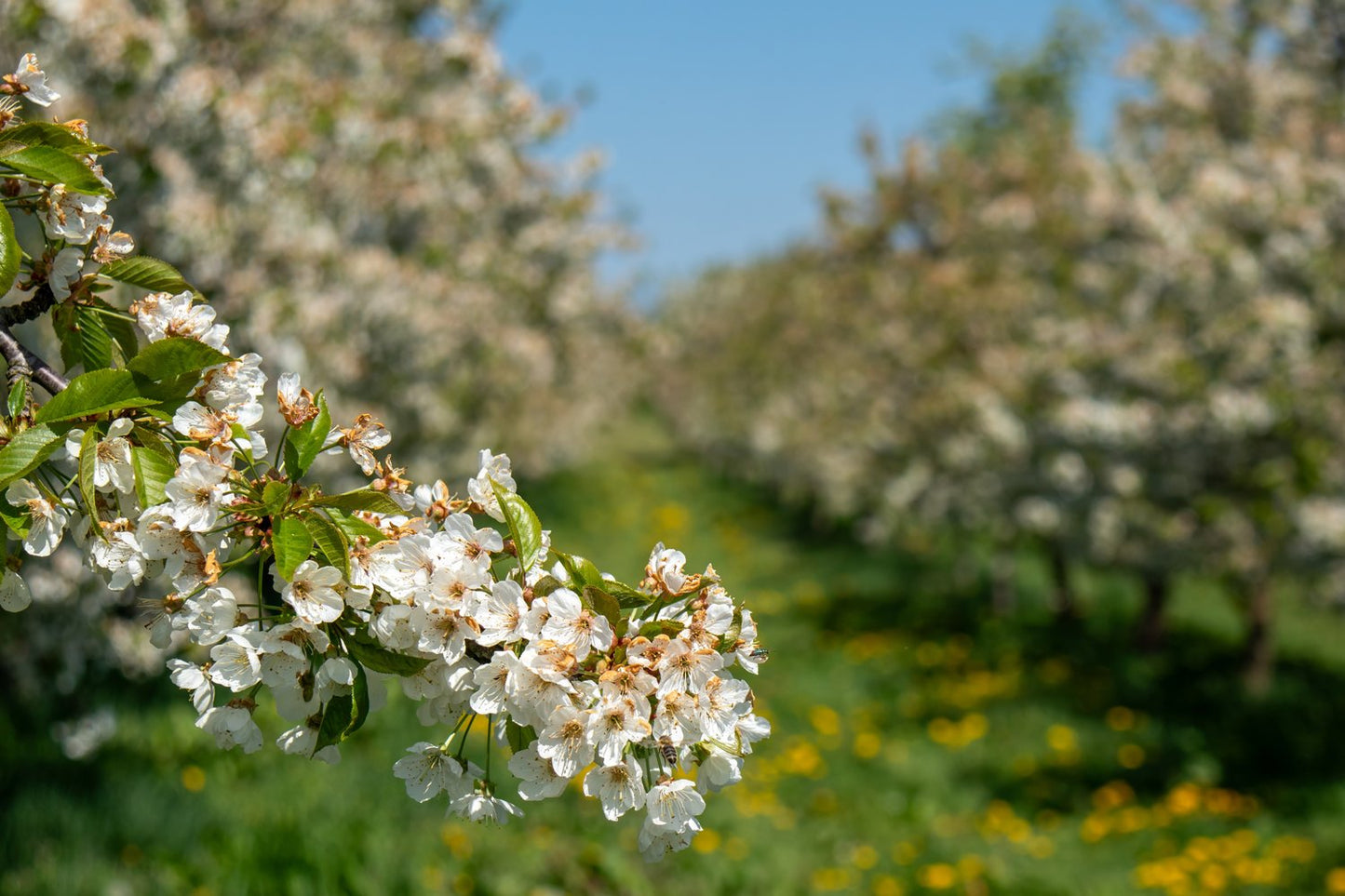 Prunus avium SWEETHEART, GiSelA,  (körsbär svagväxande)