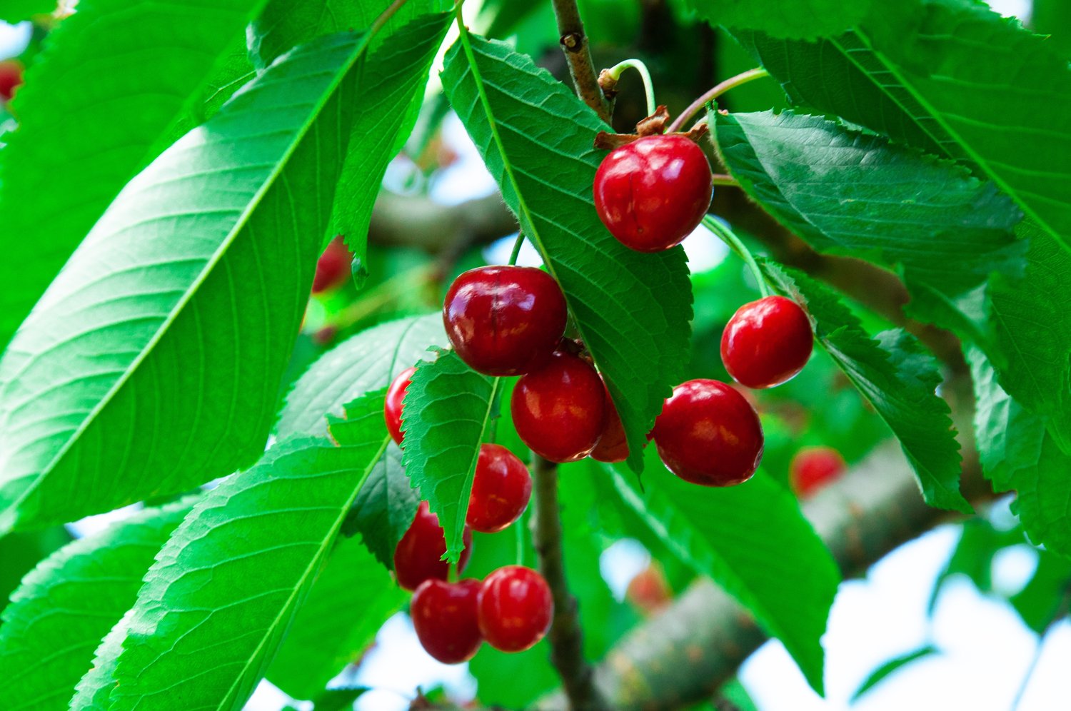 Prunus avium SWEETHEART, GiSelA,  (körsbär svagväxande)