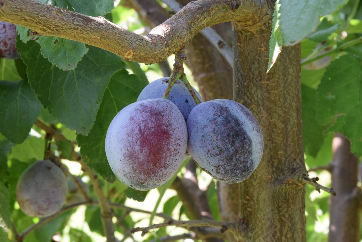 Prunus domestica 'Experimentalfältets Sviskon', (plommon)