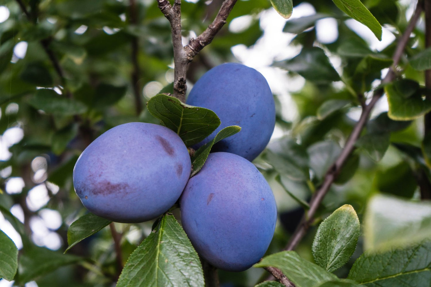 Prunus domestica 'Herman' E, (plommon), inkl. uppbindnings kit