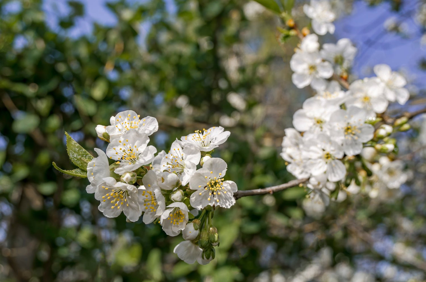 Prunus domestica 'Herman' E, (plommon)