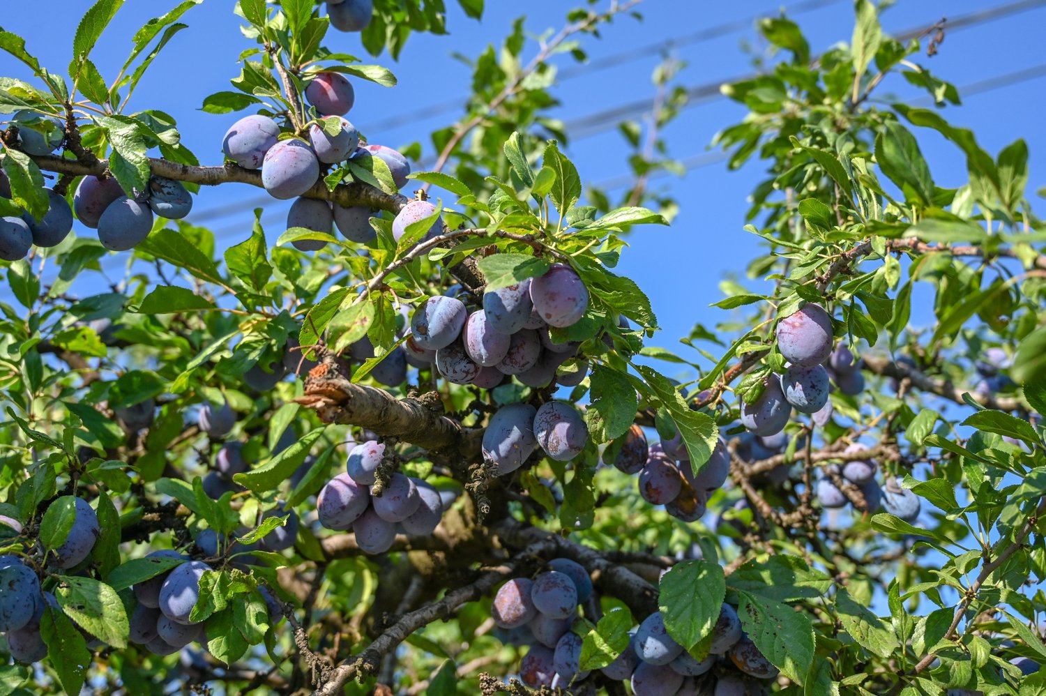 Prunus domestica 'Herman' E, (plommon)