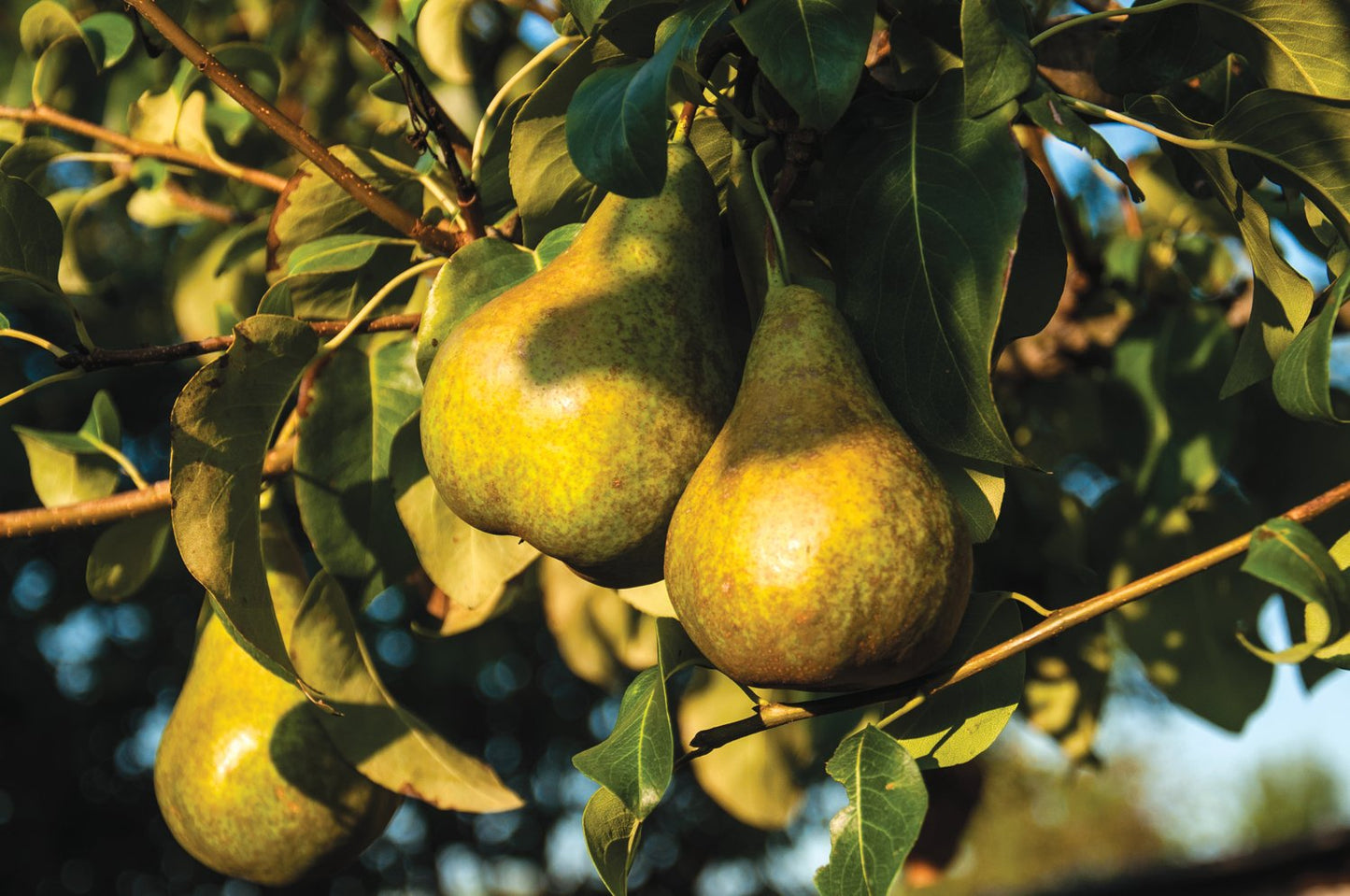 Pyrus communis Esperens Herre, (päron), inkl. uppbindnings kit