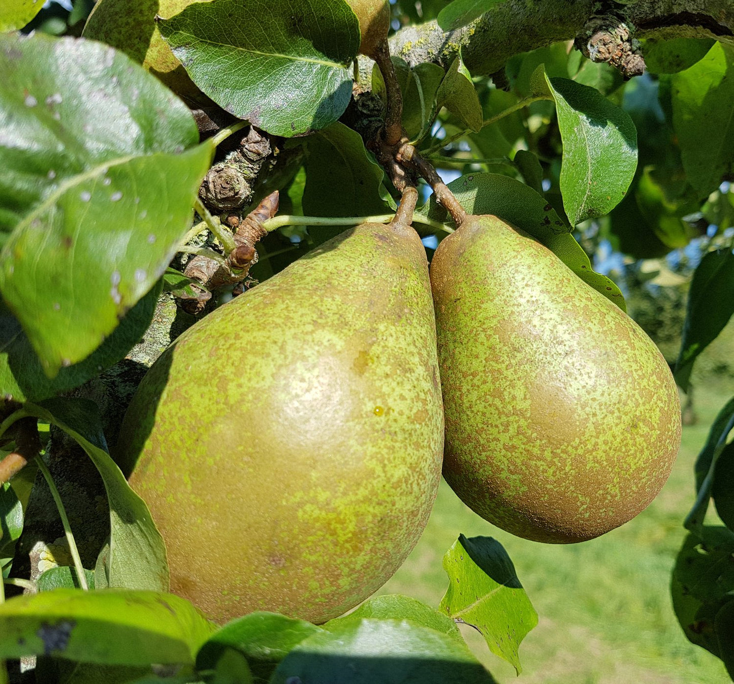 Pyrus communis Esperens Herre, (päron), inkl. uppbindnings kit