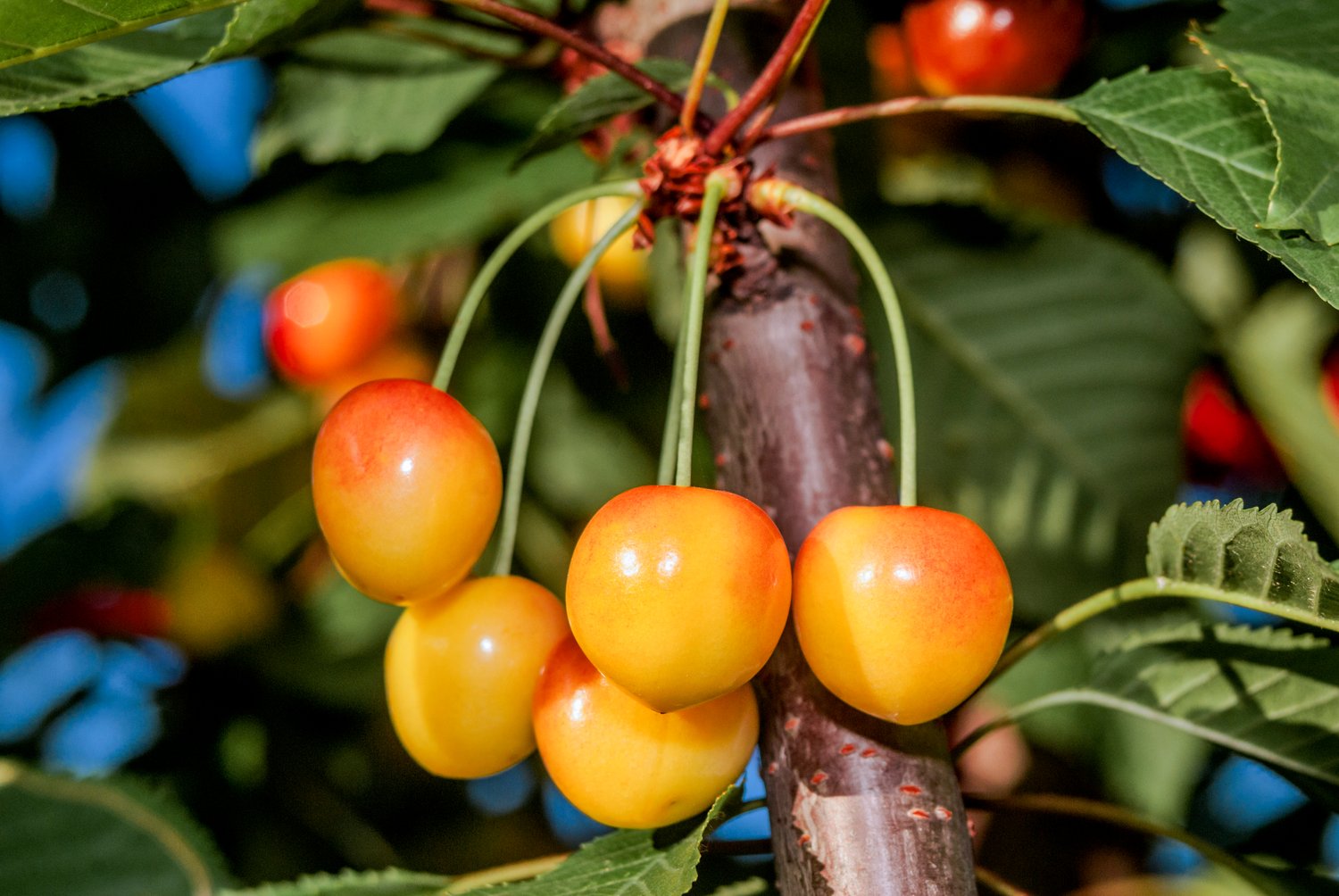Prunus avium 'Büttners Späte Rote K.' E, (körsbär)