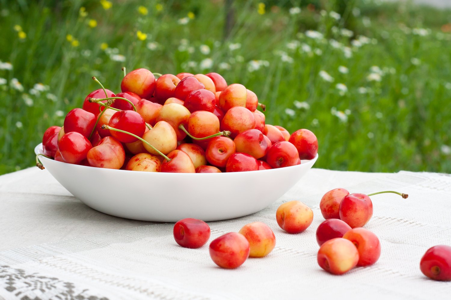 Prunus avium 'Büttners Späte Rote K.' E, (körsbär)
