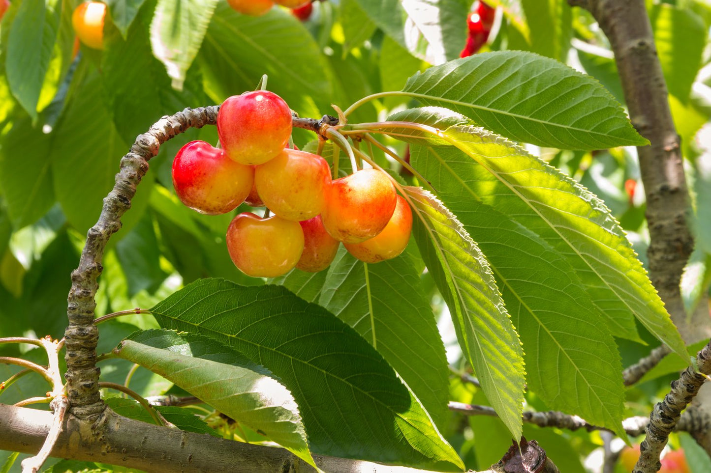 Prunus avium 'Büttners Späte Rote K.' E, (körsbär)