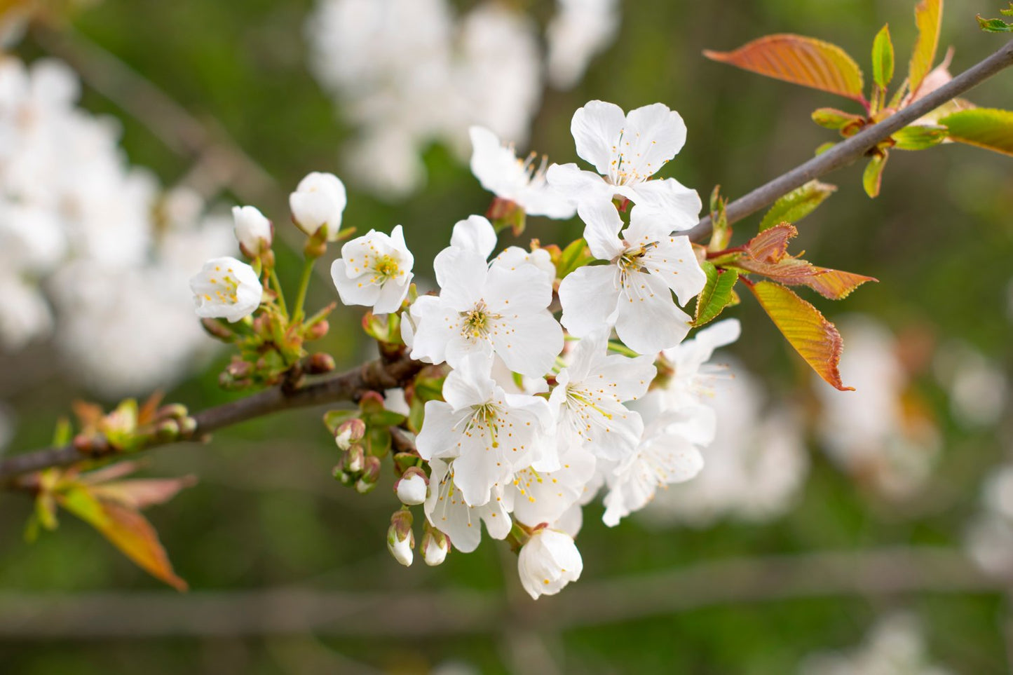 Prunus avium 'Büttners Späte Rote K.' E, (körsbär)