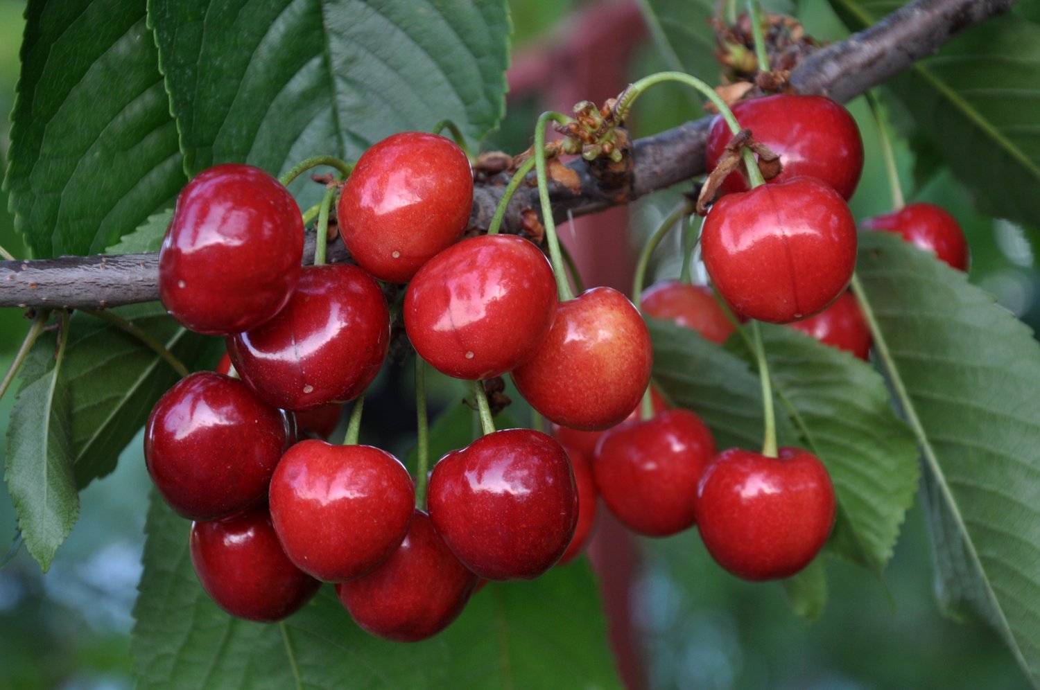 Prunus avium 'Gårdebo' E, (körsbär)