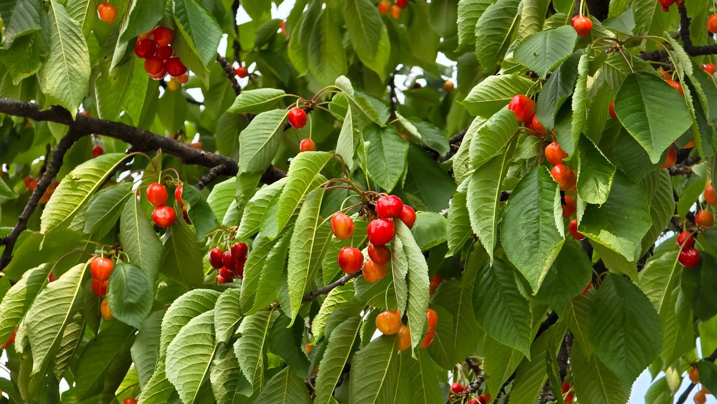 Prunus avium 'Gårdebo' E, (körsbär)