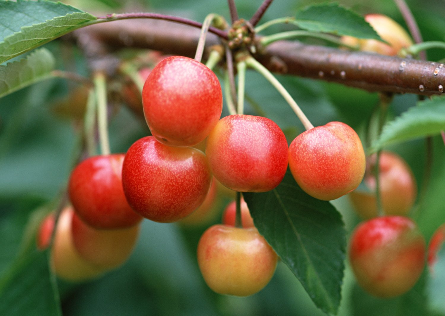 Prunus avium 'Heidi' E, (körsbär)